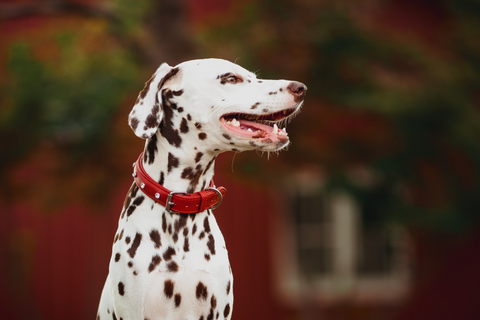 Athens Dog Collar