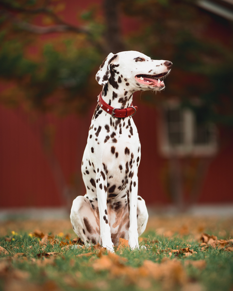 Athens Dog Collar