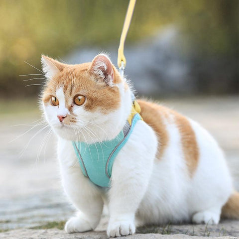 Stylish Cat Traction Vest: A Fashionable And Safe Way To Walk Your Cat-1