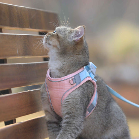 Stylish Cat Traction Vest: A Fashionable And Safe Way To Walk Your Cat-3