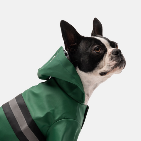 Dog Clothing & Accessories