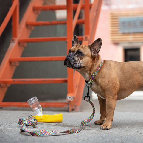 Portable Pet Water Bottle