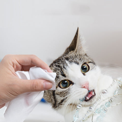 Pet Special Wet Tissue Cleaning And Wiping Supplies