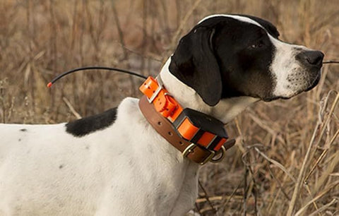 Adjustable Waterproof Dog Collar for Training